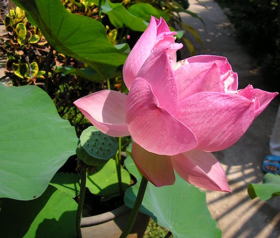 Lotus The Strength Of A Symbol Pha