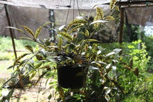 A Zebra Basket Vine hanging in the PTK nursery.