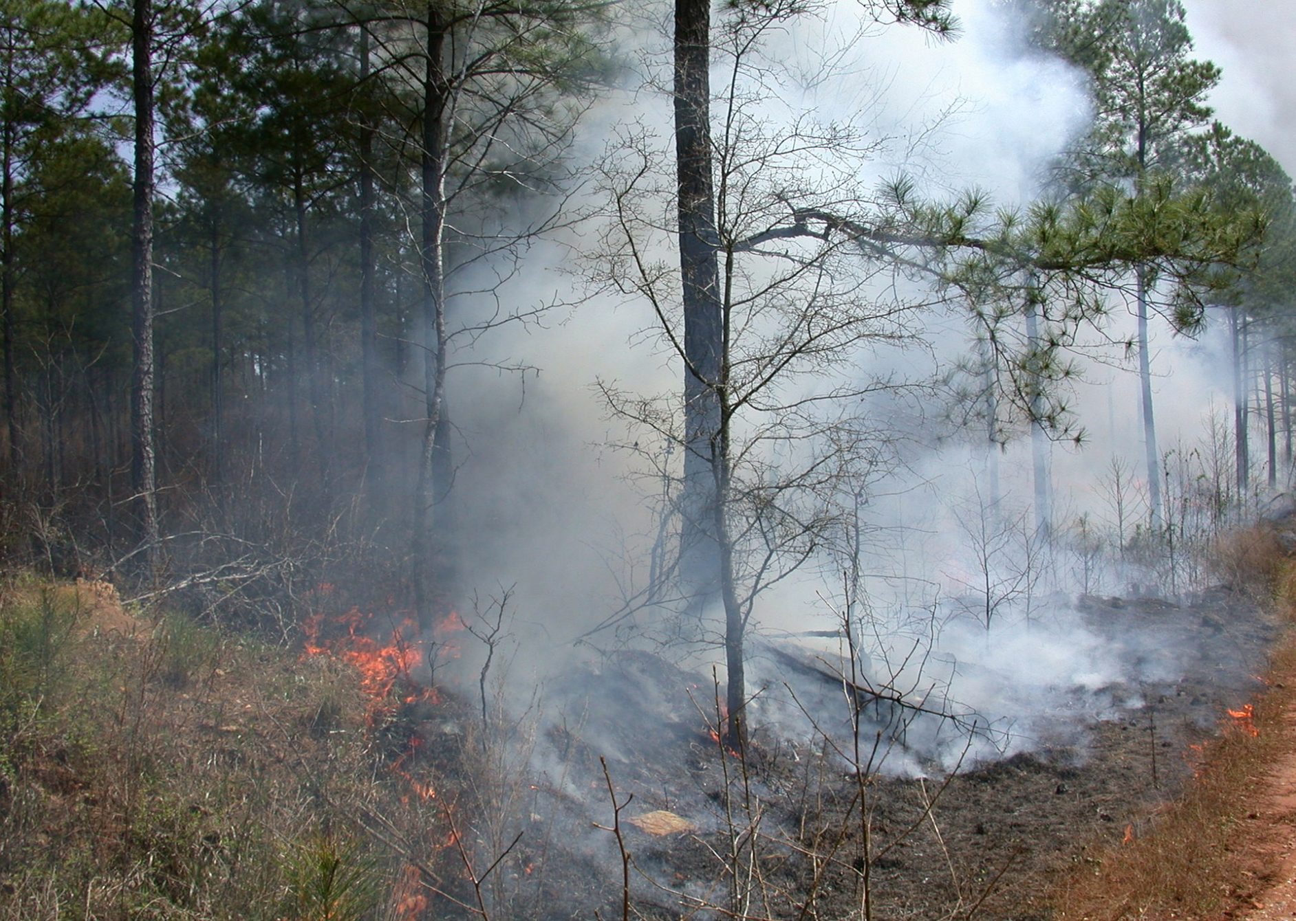Is slash and burn cultivation part of horticulture