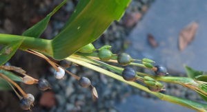 Les-fleurs-males-et-femelles-emergent-des-involucres