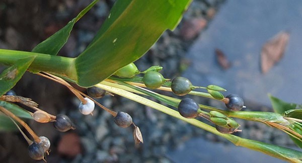 Les-fleurs-males-et-femelles-emergent-des-involucres