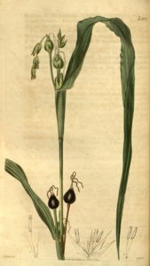 Botanical drawing in Curtiss Magazine, 1824