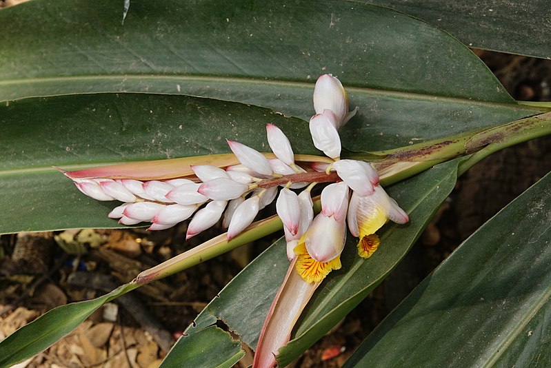 Alpinia galanga - Grand Galanga - Vivace rhizomateuse  médicinale,ornementale, aromatique.