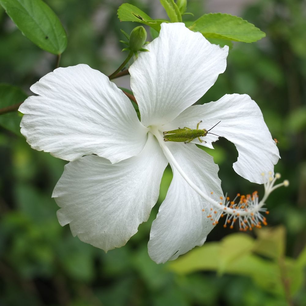 Hibiscus rosa-sinensis  Pha Tad Ke Botanical Garden