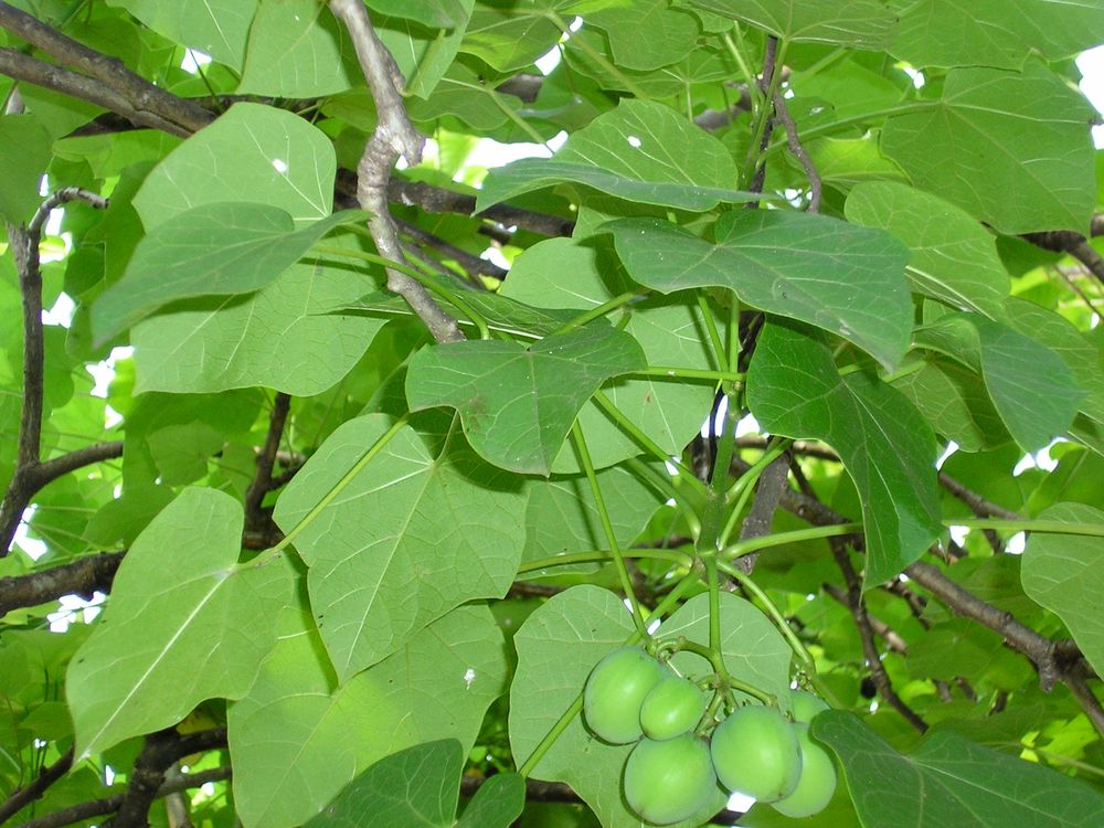 1-It-is-a-small-tree-with-large-lobed-leaves..jpg
