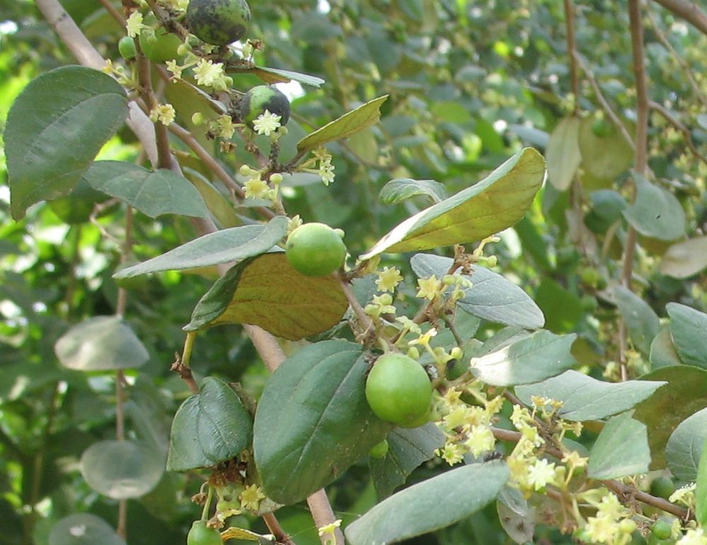 Ziziphus Jujuba | Pha Tad Ke Botanical Garden