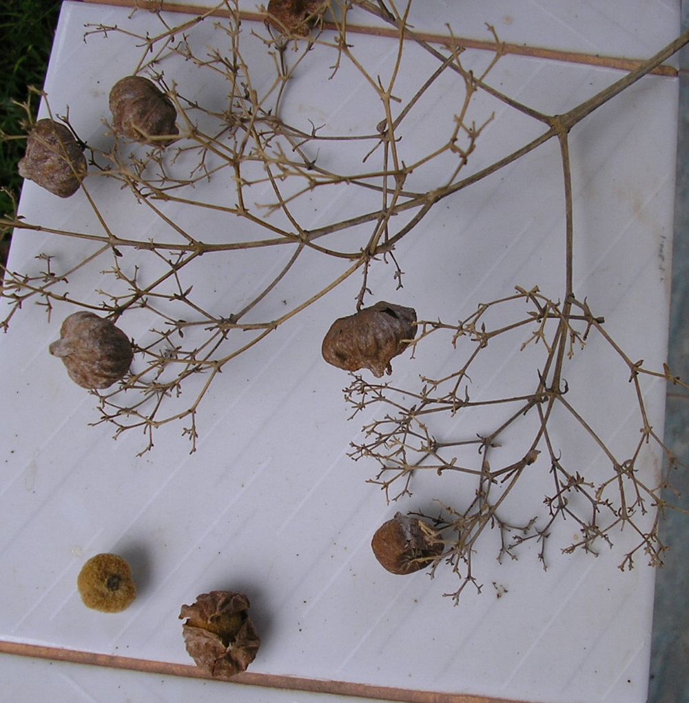 Its fruits are globose drupes containing oblong seeds